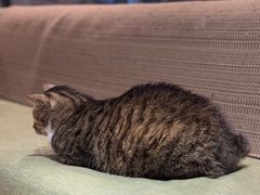 -御宝贝·A梦猫科宠物医院(国际猫友好医院)