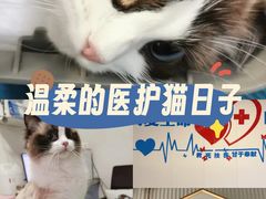 -守诺宠物医院·眼科· 特色牙科·异宠专科(虹口店)
