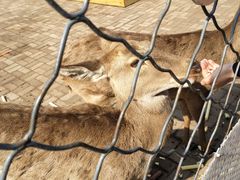 -长白岛森林公园