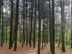 -帽儿山国家森林公园