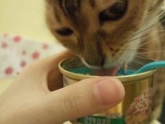 -猫色咖啡·猫咖
