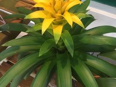 -上海鲜花港