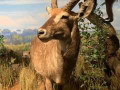 -陕西自然博物馆