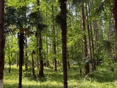 -黄海国家森林公园