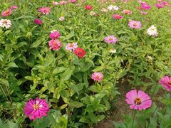 -百花洲