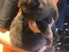 -八公叔叔宠物美容连锁(春申店)