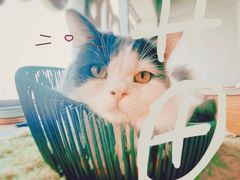 -Cappucimeow猫咪咖啡馆(韦伯时代店)