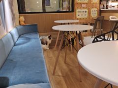 -滚猫咖啡·猫咖·猫友好撸猫(未来城店)