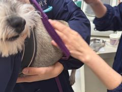 -利又安动物医院··老年病·猫科犬科·中兽医