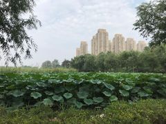 -前关湿地公园