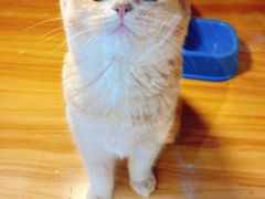 -猫十亿·布偶金渐层·曼基康矮脚猫舍(青年路店)