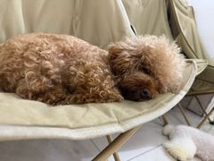 -翊宠yipet猫狗购宠庄园犬舍•猫舍