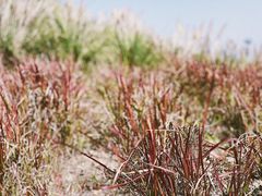 -漩门湾国家湿地公园