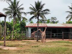 -海南热带野生动植物园