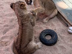 -北京野生动物园