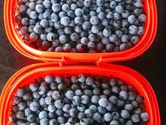 -金谷域澳洲庄园