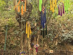 -西双版纳原始森林公园