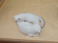 -帕帕拉兹宠物(亚洲旗舰店)