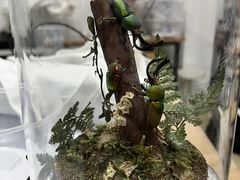 -上海昆虫博物馆