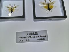 -上海昆虫博物馆