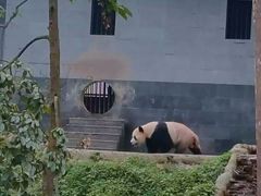 -中国大熊猫保护研究中心雅安碧峰峡基地