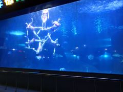 -烟台海昌鲸鲨海洋公园