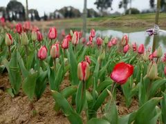 -瑶湖郊野森林公园