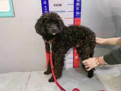 -伟伟宠物医院·CT影像中心·瑞派犬猫综合性门诊(汉口总院)