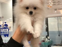 -宠小格时尚宠物生活馆(唐镇店)