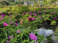 -莲花池公园