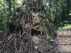 -莫里热带雨林景区