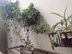 iphone_upload_pic-郑厨私房菜
