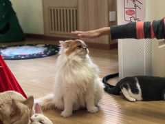 -猫和宫(六道口店)