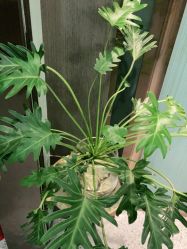 -苗方清颜·祛痘皮肤管理