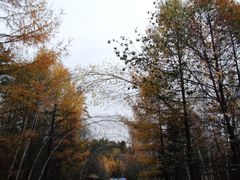 -五营红松林海景区