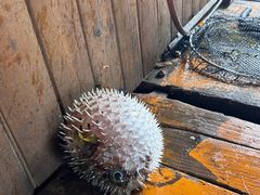 -蓝湾碧波·老字号·疍家非遗海上餐厅