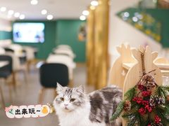 -飞行喵MR PILOT|猫舍·猫咖(静安大融城店)