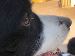 -趣玩宠物乐园寄养训犬训狗游泳池