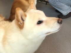 -喜柴咖啡·柴犬狗咖