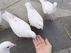 -南宫五洲植物乐园