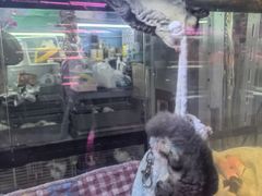 -花鸟鱼虫鲜花绿植市场(玉泉路店)