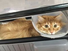 -西安京西宠物医院·瘫痪·疑难杂症