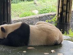 -都江堰中华大熊猫苑