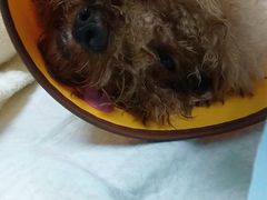 -安安宠医·安宠宠物医院