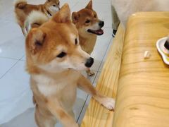 -柴源莊·柴小宠柴犬咖啡