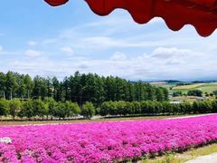 景点-富田农场