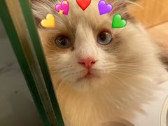 -钦宠·猫咪售卖·洗护·寄养(东圃旗舰店)