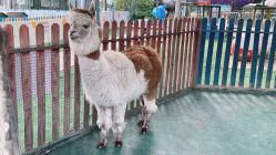 -萌宠亲子动物乐园(槐房万达店)