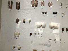 -青岛贝壳博物馆