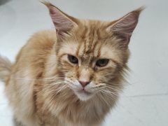 -藏猫猫咖啡主题馆(中央大道店)